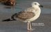 Goéland pontique | Larus cachinnans | Caspian Gull