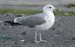 Goéland pontique | Larus cachinnans | Caspian Gull