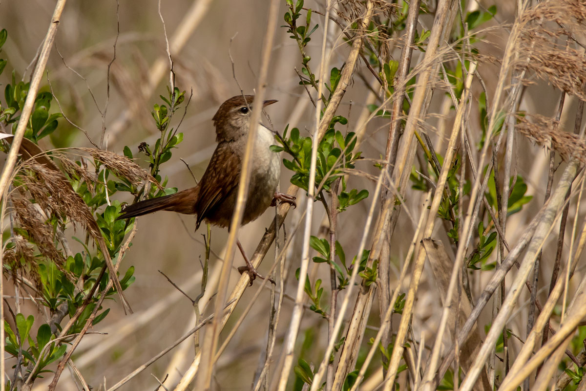 Bouscarle de Cetti