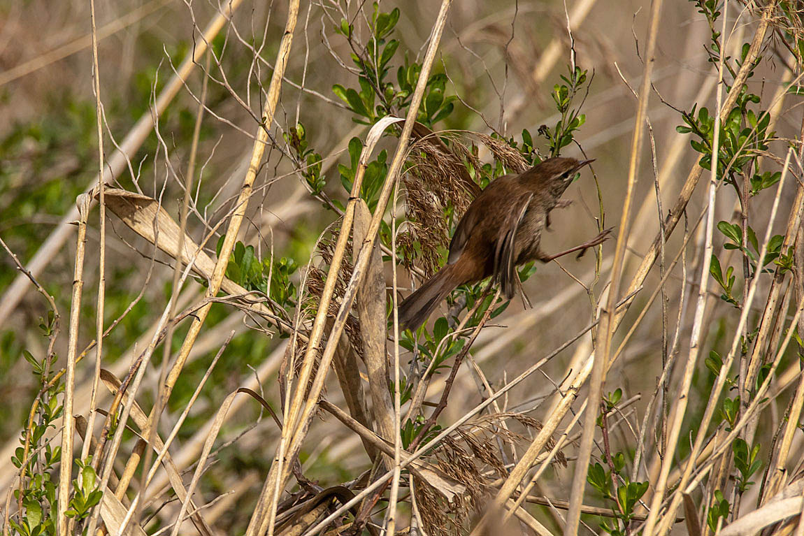 Bouscarle de Cetti