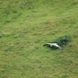 Vautour percnoptère dans les Pyrénées