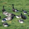 Comment identifier la Bernache cravant du Pacifique et quels sont les bons secteurs pour l’observer en France en hiver ?