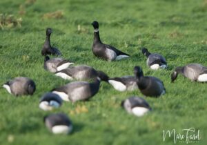 Bernache cravant du Pacifique (Branta bernicla nigricans) (en haut au centre) parmi les Bernaches cravants nominales (B. b. bernicla)