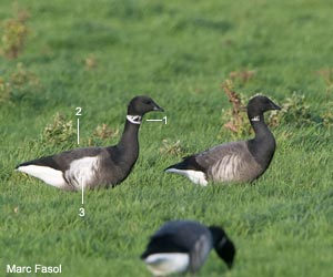 Bernaches cravants du Pacifique (Branta bernicla nigricans) (à gauche) et nominale (B. b. bernicla) 