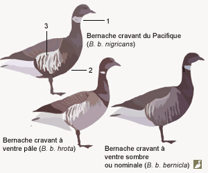 Les sous-espèces de la Bernache cravant (Branta bernicla)