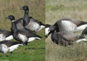 Bernaches cravant du Pacifique (Branta bernicla nigricans) à ventre pâle (B. b. hrota) et nominale (B. b. bernicla)