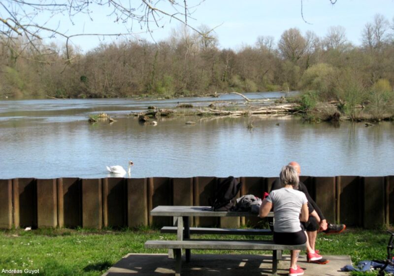 Les oiseaux du lac d’Artix, une sorte de « delta » intérieur artificiel