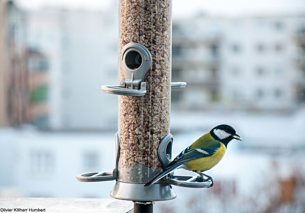 Nourrir les oiseaux en hiver : trois erreurs graves à ne pas