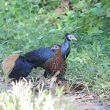 Pourquoi certains oiseaux forestiers asiatiques ont-ils des zones de peau nue bleue sur la tête ?