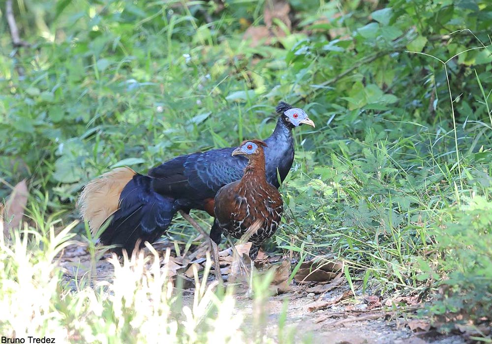 Faisans nobles (Lophura ignita) mâle et femelle