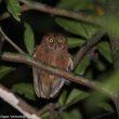 Description officielle d’une nouvelle espèce de petit-duc sur l’île de Principe (São Tomé-et-Príncipe)