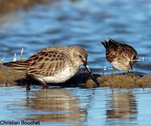 Bécasseaux variable (Calidris alpina) (à gauche) et minuscule (C. minutilla)