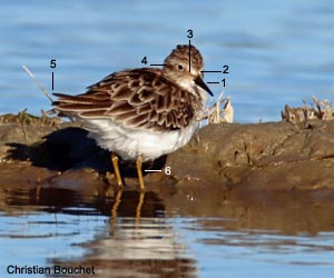 Bécasseau minuscule (Calidris minutilla)