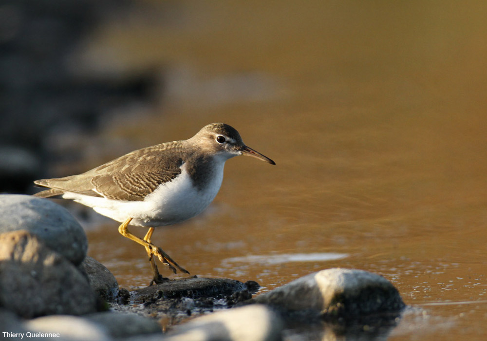 Chevalier grivelé (Actitis macularius) de première année s