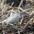 Les tas de fumier sont utiles pour les oiseaux, notamment en hiver