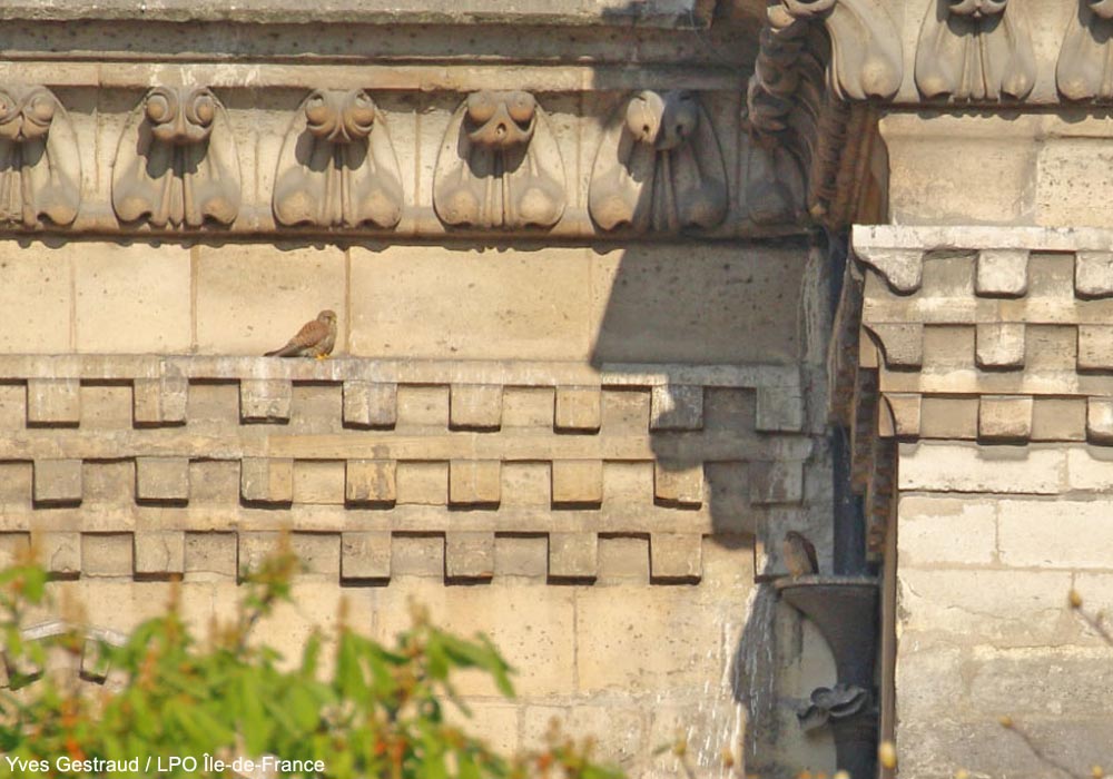 Le couple de Faucons crécerelles (Falco tinnunculus)