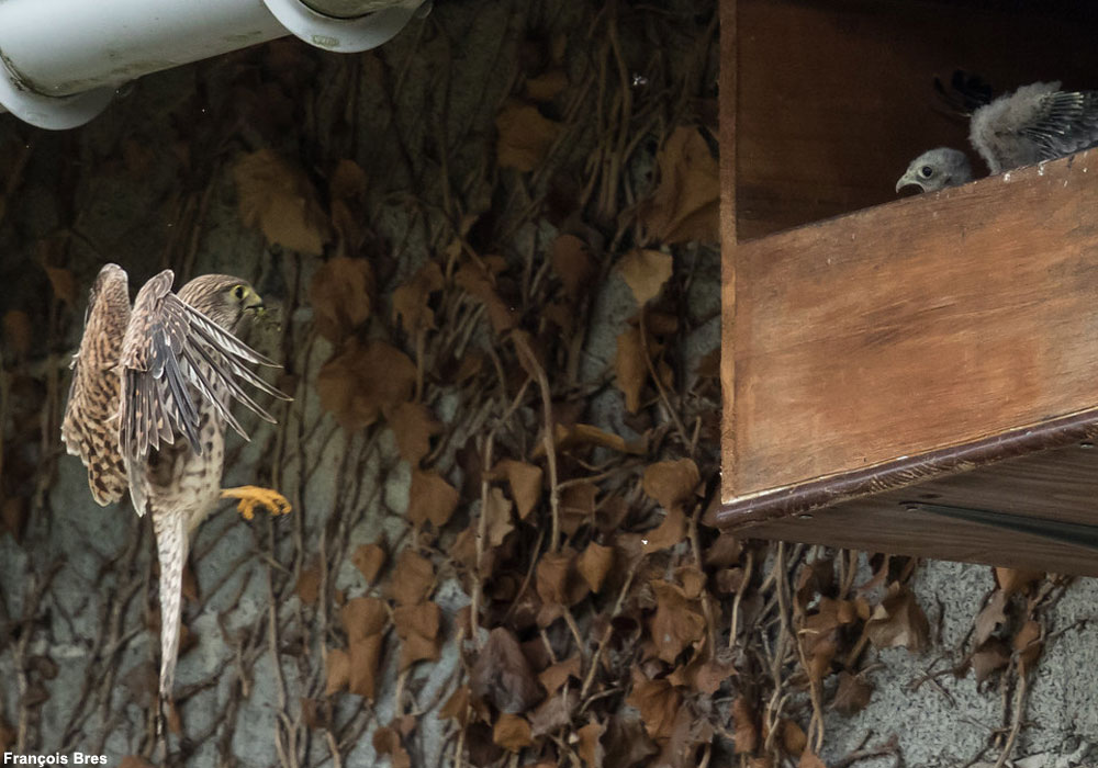 Nichoir pour oiseaux à suspendre à l'extérieur, maisons de nidification  pour colibris pour l'extérieur avec corde, cabane/nid confortable pour  oiseaux sauvages Audubon Finch Canary Song Sparrow, lot de 2 (forme de  cabane) 