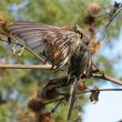 Des plantes sur lesquelles des oiseaux peuvent se retrouver immobilisés