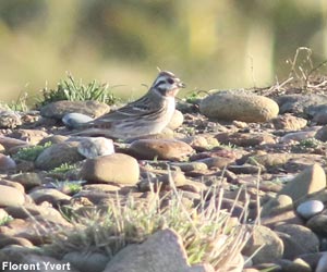 Probable mâle hybride Bruant à calotte blanche (Emberiza leucocephalos) x Bruant jaune (E. citrinella)