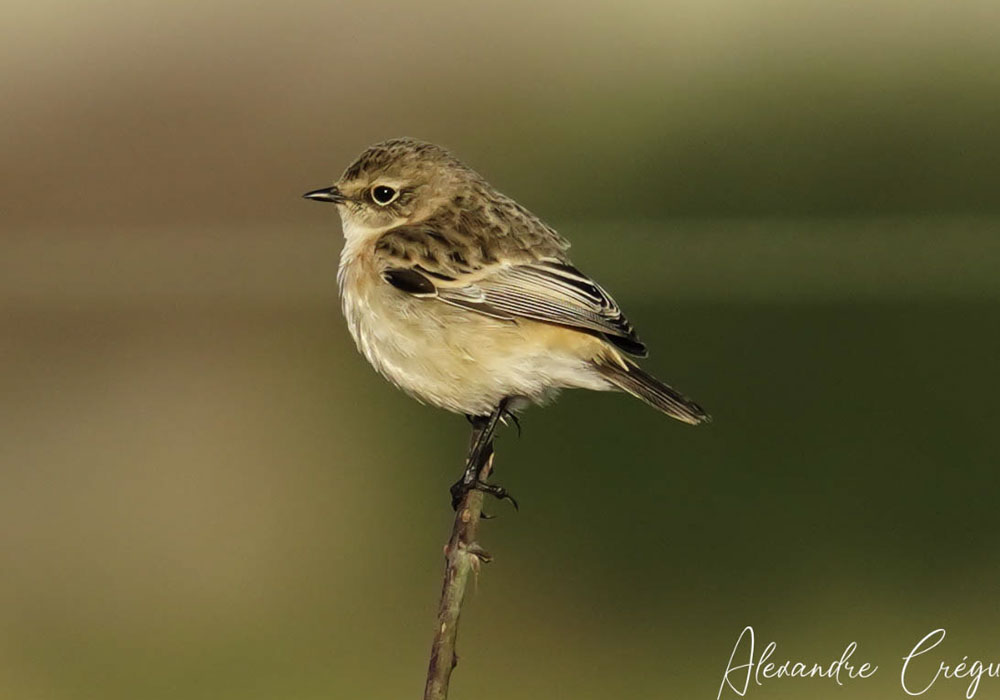 Tarier de Sibérie (Saxicola maurus) de première année