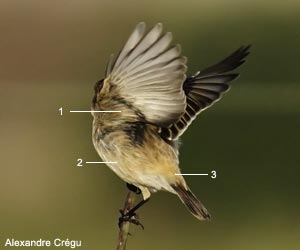 Tarier de Sibérie (Saxicola maurus) de première année