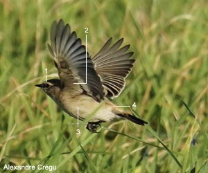 Tarier de Sibérie (Saxicola maurus) de première année