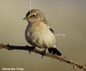 Tarier de Sibérie (Saxicola maurus) de première année