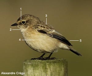 Tarier de Sibérie (Saxicola maurus) de première année