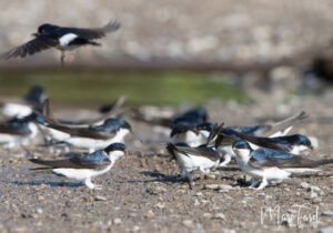 Hirondelles de fenêtre (Delichon urbicum) collectant de la boue