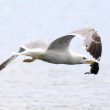 Un Goéland leucophée a capturé un poussin de foulque