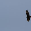 Buse variable en chasse