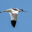 Avocette élégante