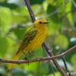 Paruline jaune en Guadeloupe