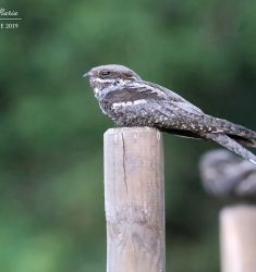 Sortie ornithologique guidée dans la forêt d’Olonne (Vendée)