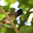 Le Bulbul à ventre rouge a niché pour la première fois en Europe