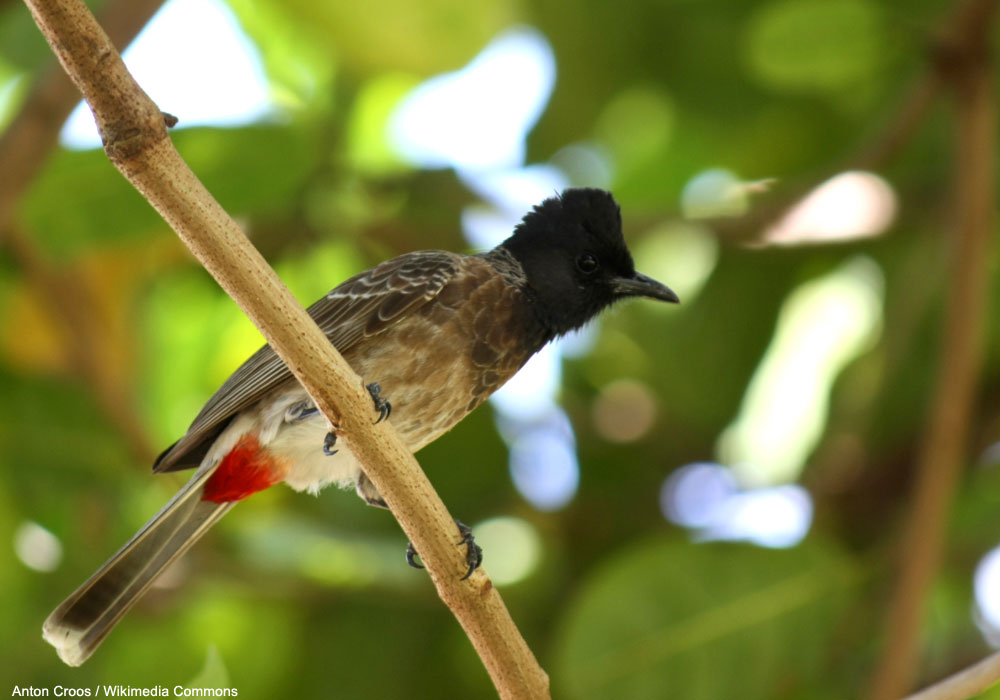 Bulbul à ventre rouge (Pycnonotus cafer haemorrhous)