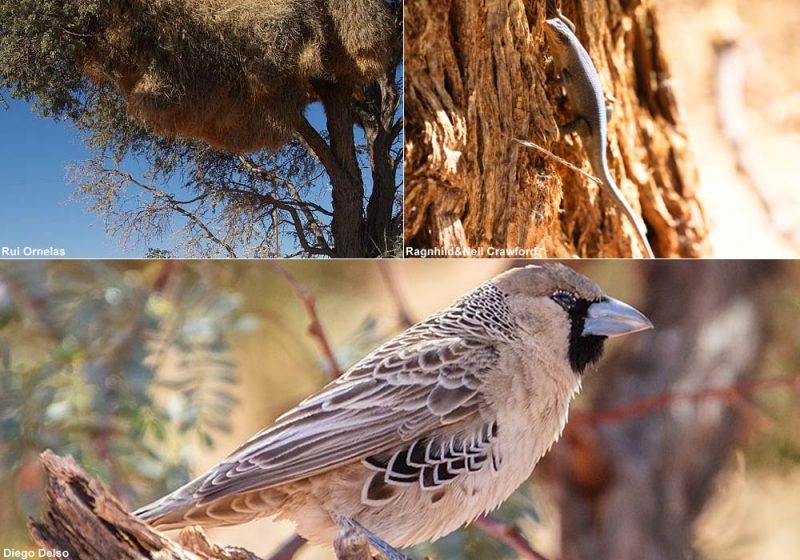 Les Scinques du Kalahari écoutent les Républicains sociaux pour échapper aux prédateurs