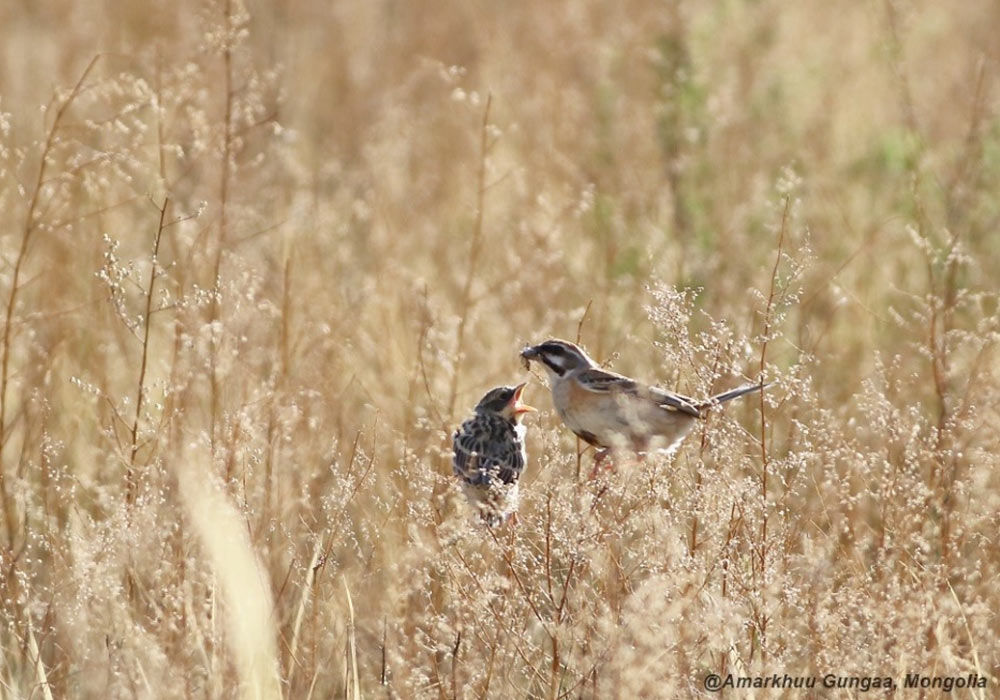 Bruant de Jankowski (Emberiza jankowskii) mâle nourrissant un jeune