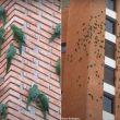 Des Conures pavouanes ingèrent des minéraux sur les murs d’un immeuble de São Paulo (Brésil) à la recherche de sels minéraux