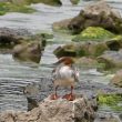 Harle bièvre sur la Moselle en juillet