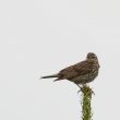 Pipit farlouse