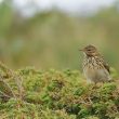 Pipit farlouse