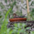 Merlette dans son bain