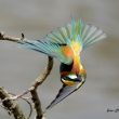 Sortie ornithologique guidée le long de la rivière Doubs