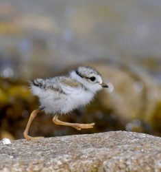 Exposition de photos « Les oiseaux de nos rivages » de Mickaël Belliot