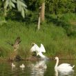 Conflit entre cygne et bernache