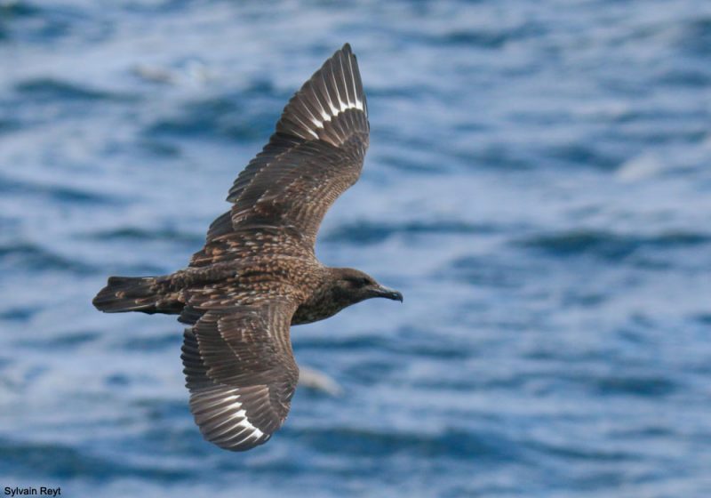 Bilan 2019 des croisières pélagiques organisées par Faune Océan au large de la Bretagne