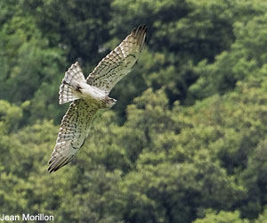 Circaète Jean-le-Blanc (Circaetus gallicus)