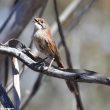 Description de deux nouvelles sous-espèces de l’Amytis roussâtre en Australie