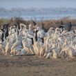 La population de Cormorans de Socotra a « explosé » aux Émirats Arabes Unis depuis 2007